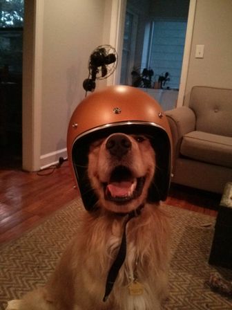 Name:  Dog in Helmet resize.jpg
Views: 523
Size:  22.8 KB