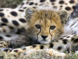 Name:  cheetah.jpg
Views: 955
Size:  9.9 KB